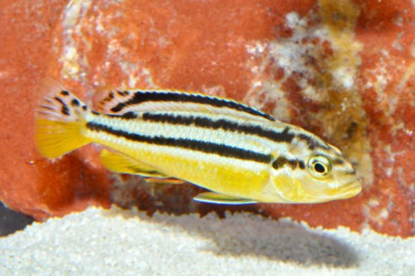 Türkisgoldbarsch (Melanochromis auratus)